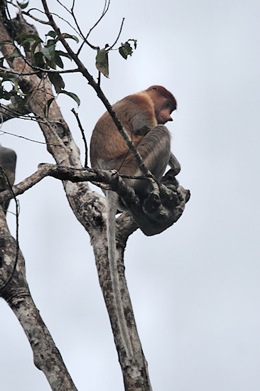 ProboscisMonkey_Sukau_0254 (244)_m.jpg